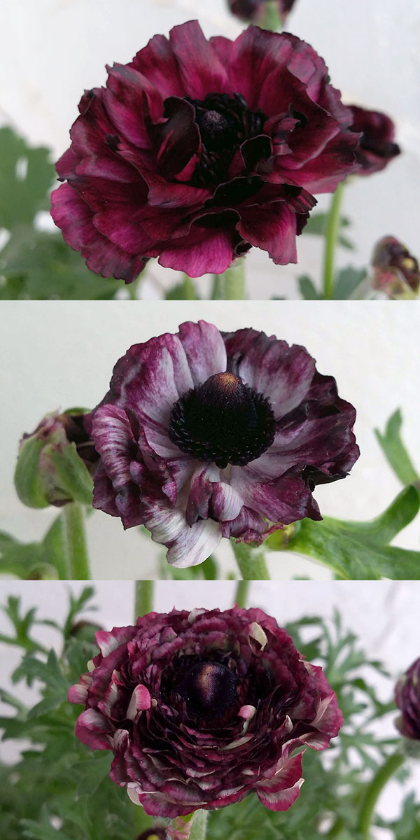 ラナンキュラス:イカロス・パープル系5号鉢植え