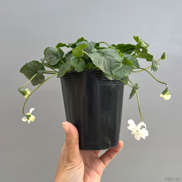 パルマスミレ:ハイブリッド・ホワイト3-3.5号ポット