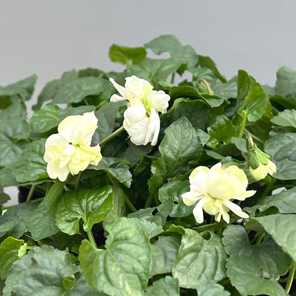 パルマスミレ:ハイブリッド・ホワイト3-3.5号ポット