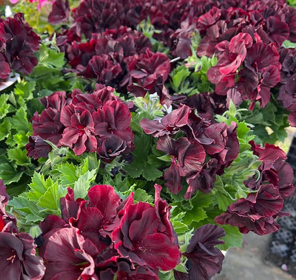 ペラルゴニウム：アリスト　ブラックベルベット5号鉢植え