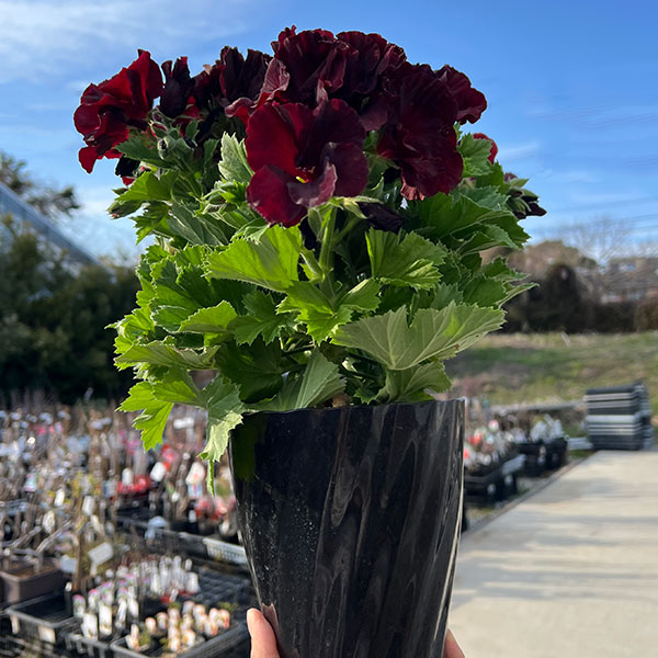 ペラルゴニウム：アリスト　ブラックベルベット5号鉢植え