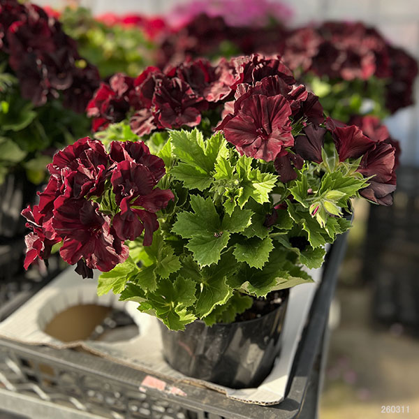 ペラルゴニウム：アリスト　ブラックベルベット5号鉢植え