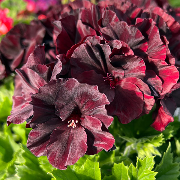 ペラルゴニウム：アリスト　ブラックベルベット5号鉢植え