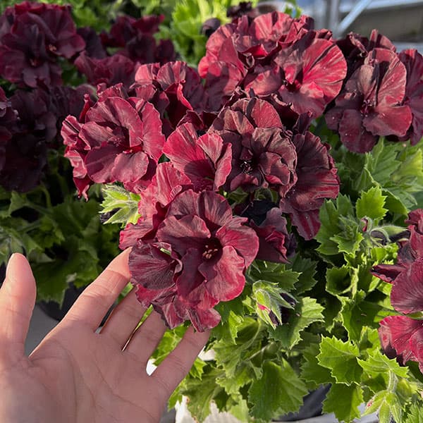 ペラルゴニウム：アリスト　ブラックベルベット5号鉢植え