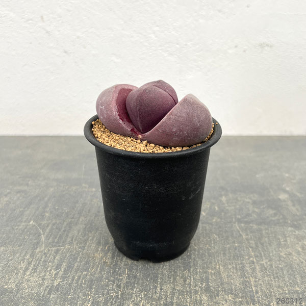 プレイオスピロス：紫帝玉（ムラサキテイギョク）3号鉢植え