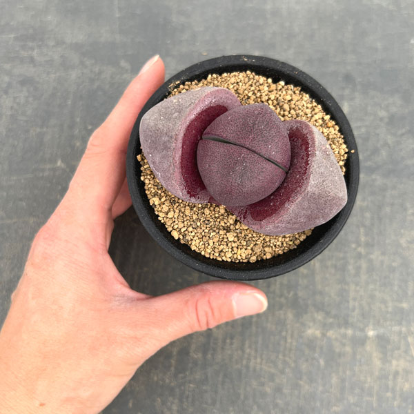 プレイオスピロス：紫帝玉（ムラサキテイギョク）3号鉢植え