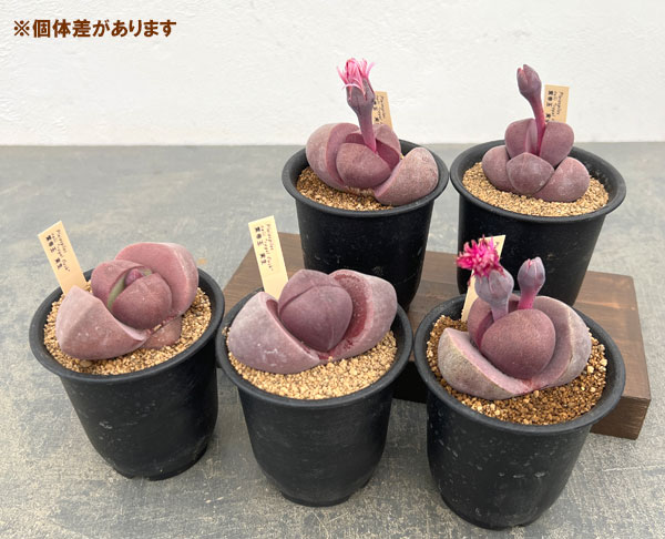 プレイオスピロス：紫帝玉（ムラサキテイギョク）3号鉢植え
