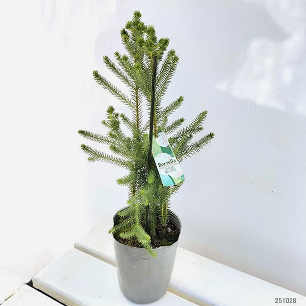 バーゼリア:グリーニッシュ3号ポット