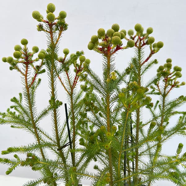 バーゼリア：大球3号ポット