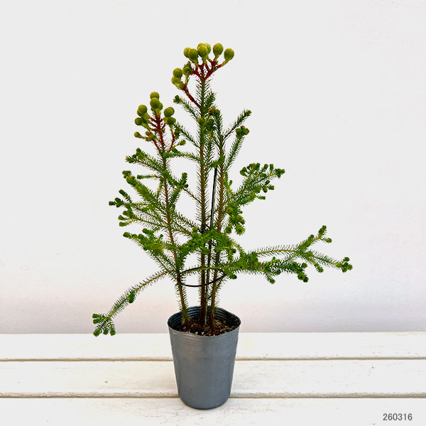 バーゼリア：大球3号ポット