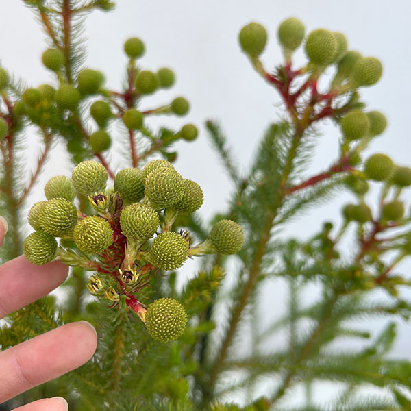 バーゼリア：大球3号ポット