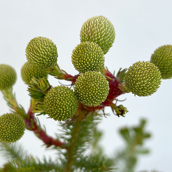 バーゼリア：大球3号ポット