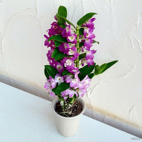 デンドロビウム:コンビネーション(ピンクと赤の2色植え)4号陶器鉢