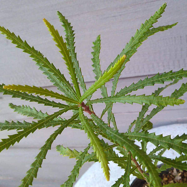 バンクシア：スピヌローサ4号ポット