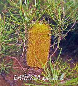 バンクシア：スピヌローサ4号ポット