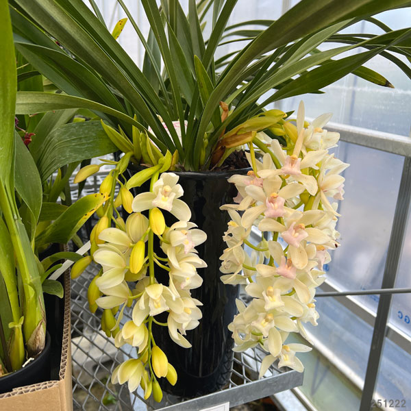 シンビジューム：アイスキャスケード3本立ち6号鉢植え