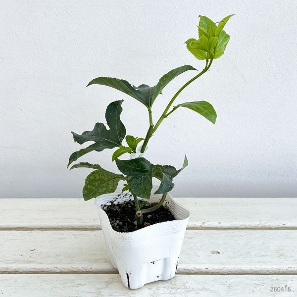 どっさりパッションフルーツ（果物トケイソウ）3.5号ポット[生育旺盛で花つき・実付きがよい品種！]