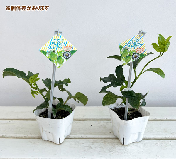 どっさりパッションフルーツ（果物トケイソウ）3.5号ポット[生育旺盛で花つき・実付きがよい品種！]