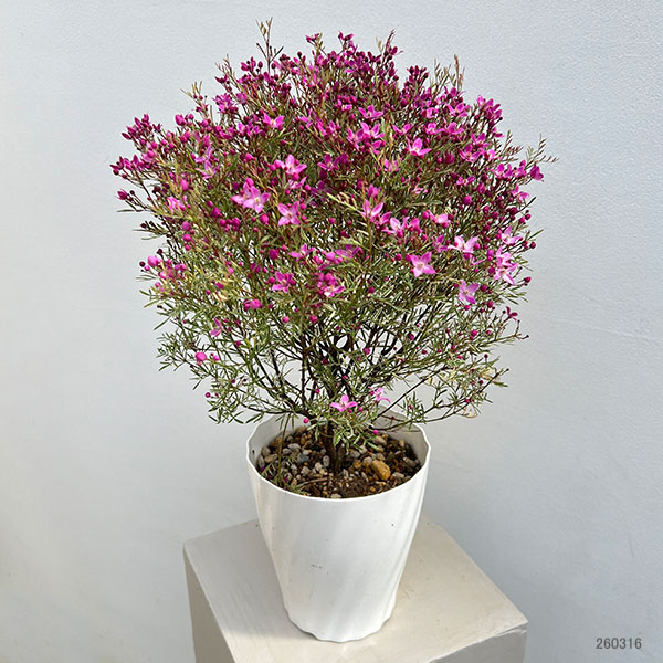 ボロニア：プレシャス1（ワン）5号鉢植え