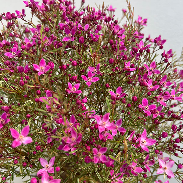 ボロニア：プレシャス1（ワン）5号鉢植え