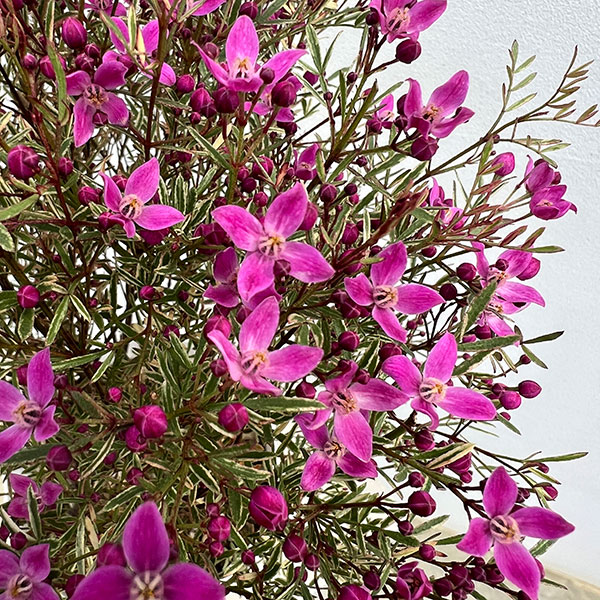 ボロニア：プレシャス1（ワン）5号鉢植え