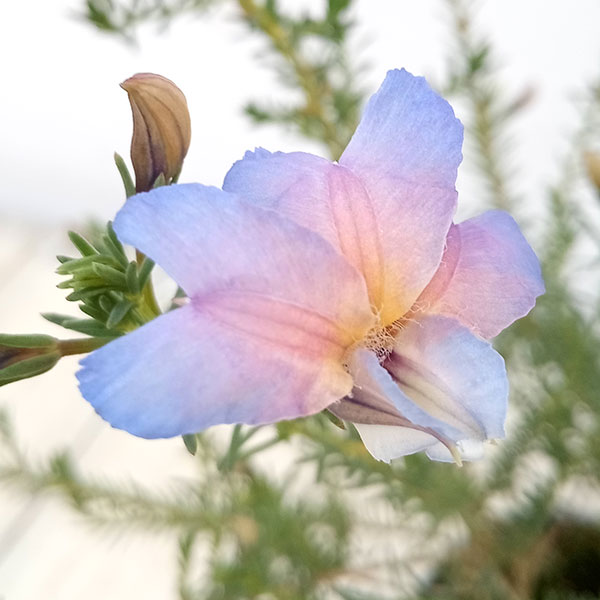 初恋草（ハツコイソウ）：ムーンバリモア3号ポット