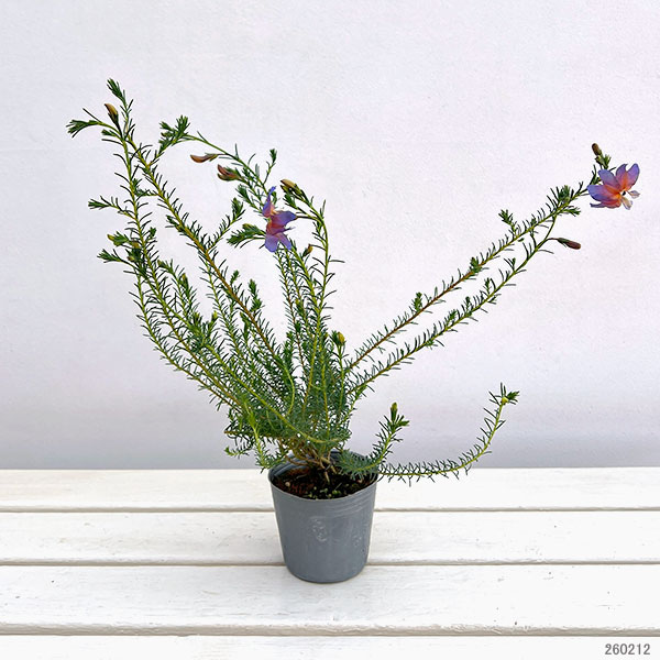 初恋草（ハツコイソウ）：ムーンバリモア3号ポット