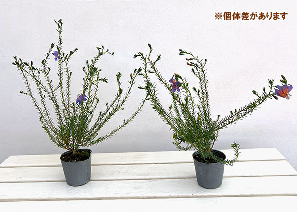 初恋草（ハツコイソウ）：ムーンバリモア3号ポット