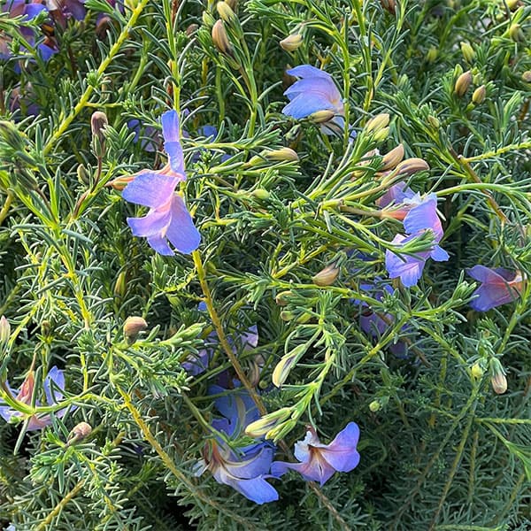 初恋草（ハツコイソウ）：ムーンバリモア3号ポット