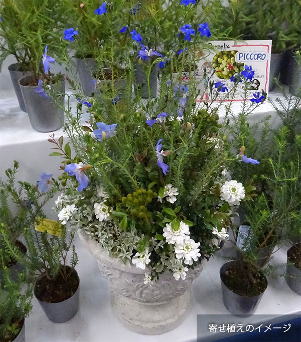 初恋草（ハツコイソウ）：ムーンバリモア3号ポット