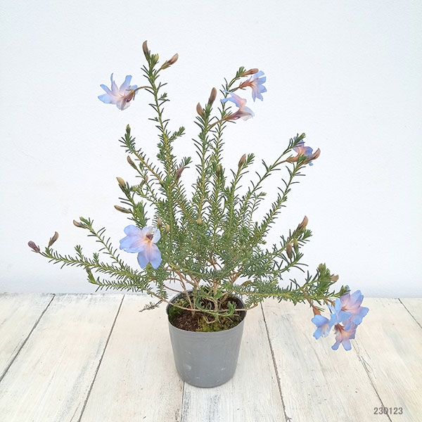 初恋草（ハツコイソウ）：ムーンバリモア3号ポット