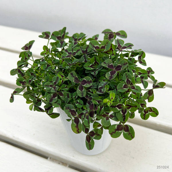 プリンセスクローバー・ジェシカ2.5~3号ポット