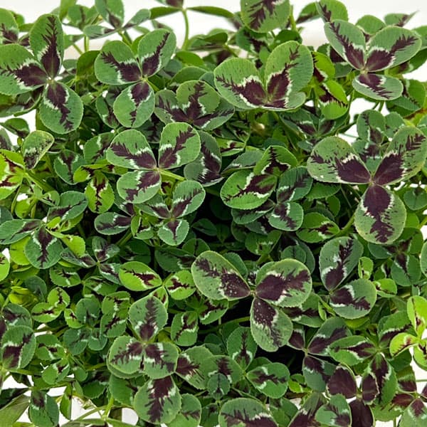 プリンセスクローバー・ジェシカ2.5~3号ポット