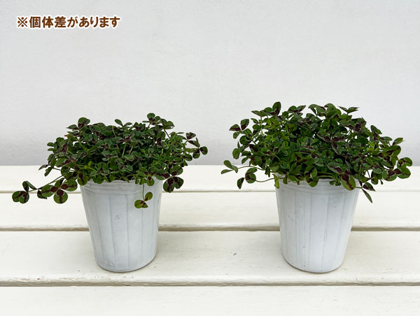 プリンセスクローバー・ジェシカ2.5~3号ポット