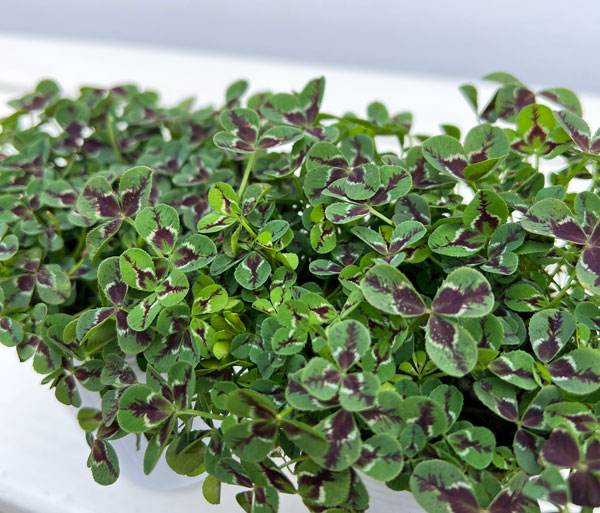 プリンセスクローバー・ジェシカ2.5~3号ポット