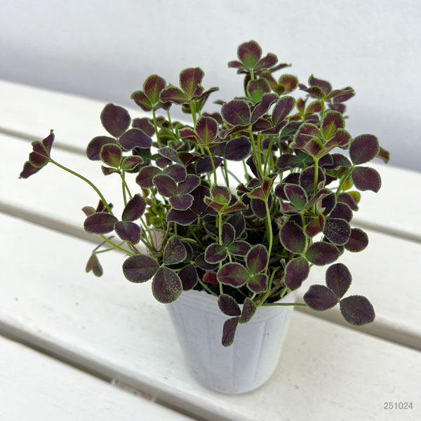 プリンセスクローバー・ダークデビー2.5~3号ポット