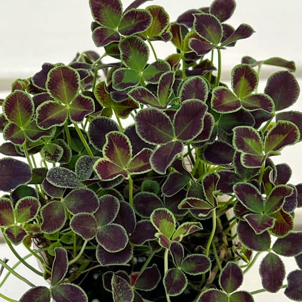 プリンセスクローバー・ダークデビー2.5~3号ポット