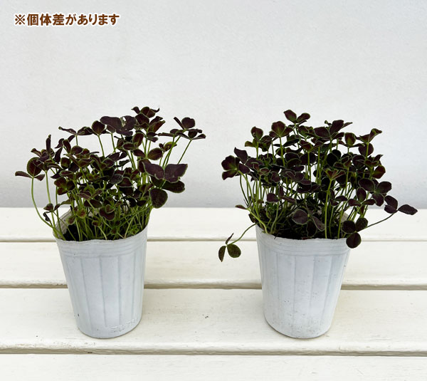 プリンセスクローバー・ダークデビー2.5~3号ポット