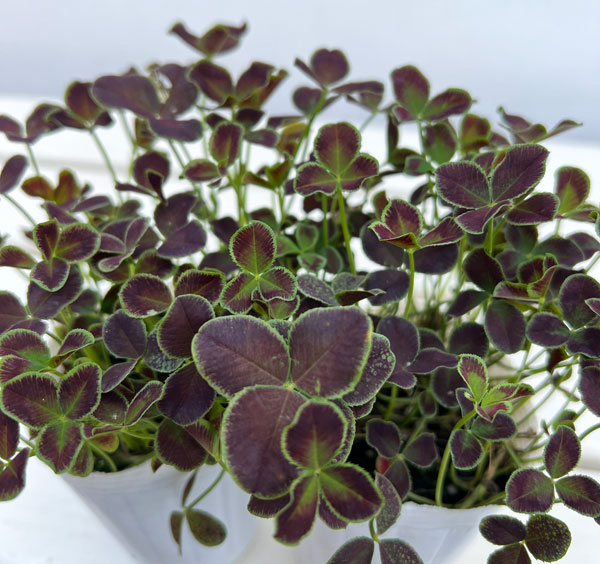 プリンセスクローバー・ダークデビー2.5~3号ポット