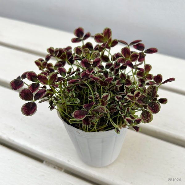 プリンセスクローバー・エステル2.5~3号ポット