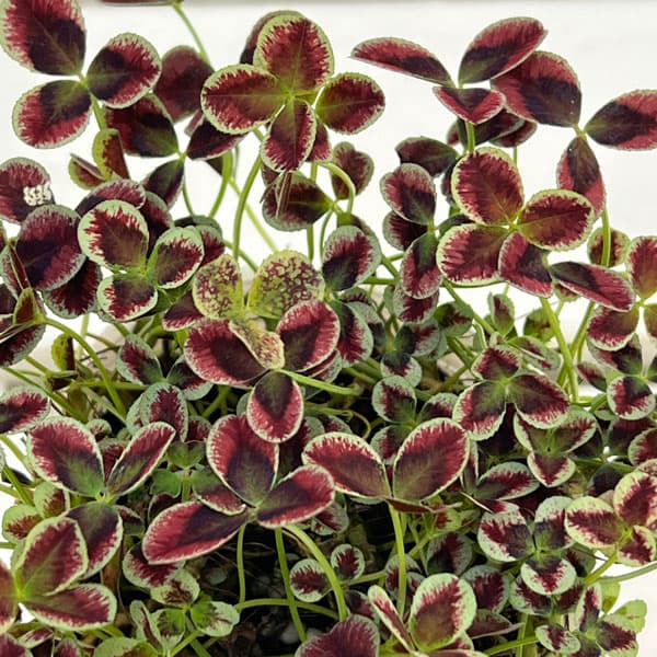 プリンセスクローバー・エステル2.5~3号ポット