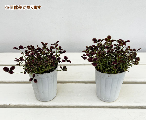 プリンセスクローバー・エステル2.5~3号ポット