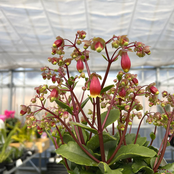 カランコエ・ウェンディ5号鉢植え