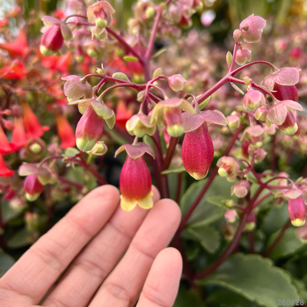 カランコエ・ウェンディ5号鉢植え