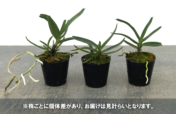 アングレカム:ディディエリー2号