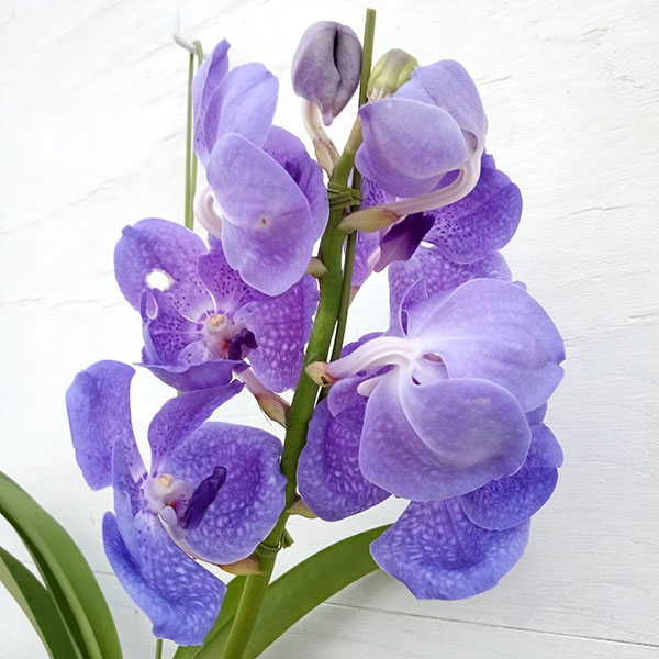 メ*ん様 【特選】　洋蘭　バンダ　3種3株　ヤノブルー メ*ん様 【特選】 洋蘭 バンダ 3種3株 ヤノブルー