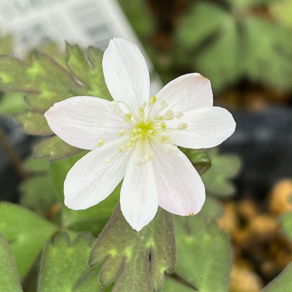 ニリンソウ：箱根二輪草2.5～3号ポット