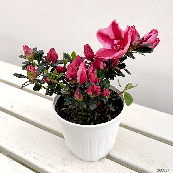 （わけあり特価）アザレア：カメレオン4.5号鉢植え