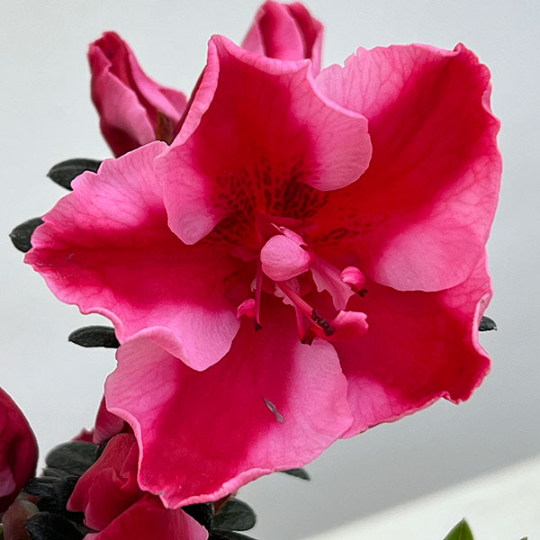 （わけあり特価）アザレア：カメレオン4.5号鉢植え