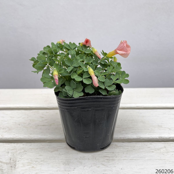 オキザリス：コモサ(オレンジ）3号ポット 2株セット